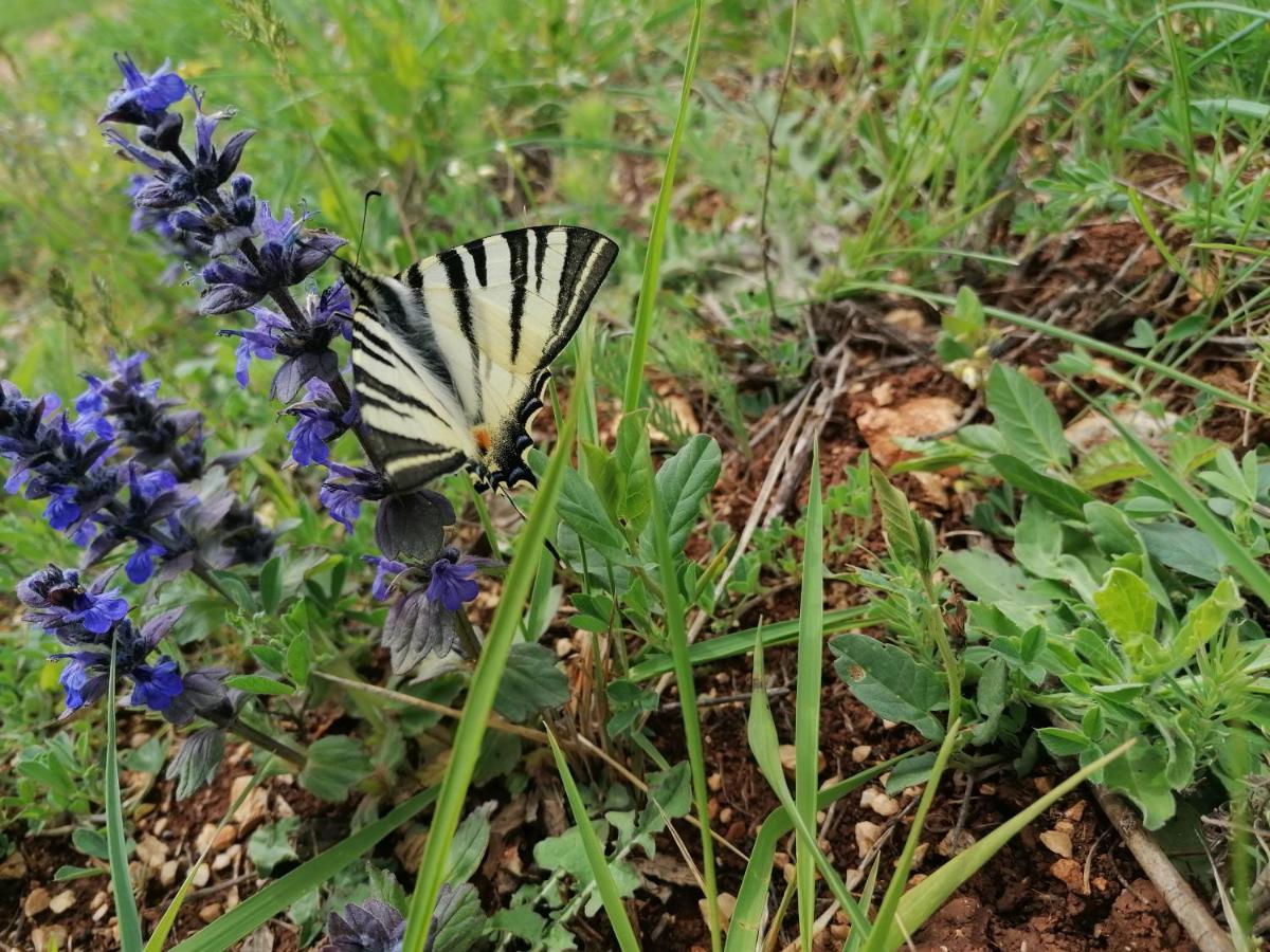 Ferienresidenz Lavandula Nova Vas  외부 사진
